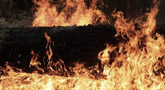 The Outbreak - Scorched earth, burn down 50% of all buildings currently on the property (except for bunkers and goldmines). The Outbreak - Scorched earth, burn down 50% of all buildings currently on the property (except for bunkers and goldmines).